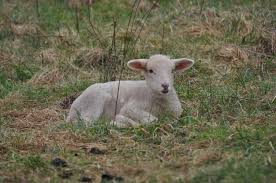 Attēlu rezultāti vaicājumam “Ovis aries juvenile”