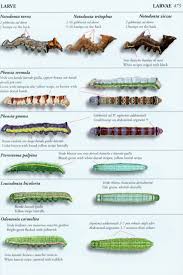Attēlu rezultāti vaicājumam “Pterostoma palpina larva”