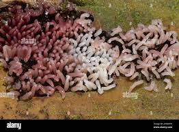 Attēlu rezultāti vaicājumam “Stemonitopsis typhina young”