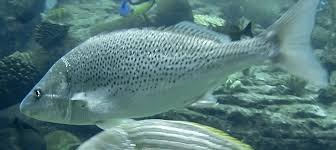 Image result for Pomadasys commersonnii