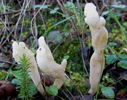 Attēlu rezultāti vaicājumam “Clavulina rugosa”