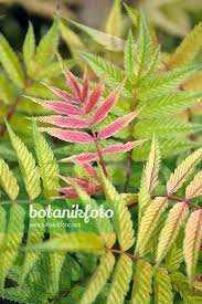 Attēlu rezultāti vaicājumam “Sorbaria sorbifolia”