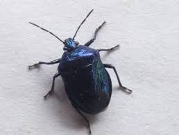 Attēlu rezultāti vaicājumam “Zicrona caerulea”