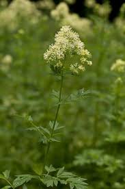 Attēlu rezultāti vaicājumam “Thalictrum flavum bud”