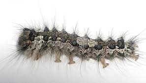 Attēlu rezultāti vaicājumam “Lymantria monacha pupa”