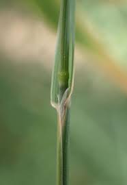 Attēlu rezultāti vaicājumam “Holcus mollis”