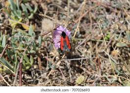 Attēlu rezultāti vaicājumam “Zygaena minos”