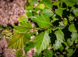 Attēlu rezultāti vaicājumam “Betula”