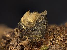 Attēlu rezultāti vaicājumam “Lycogala exiguum aggr.”