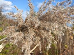 Attēlu rezultāti vaicājumam “Phragmites communis flower”