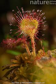 Attēlu rezultāti vaicājumam “Drosera rotundifolia flower”
