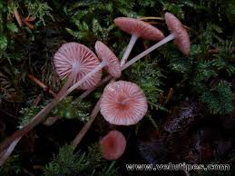 Attēlu rezultāti vaicājumam “Mycena rosella”