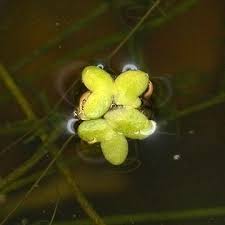 Attēlu rezultāti vaicājumam “Lemna minor”