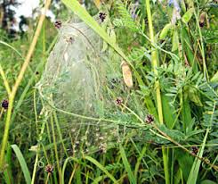 Attēlu rezultāti vaicājumam “Tettigoniodea exuvia”