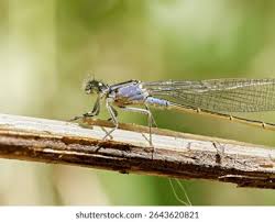 Attēlu rezultāti vaicājumam “Ischnura elegans”