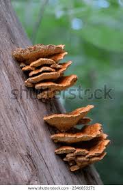 Attēlu rezultāti vaicājumam “Gloeophyllum sepiarium”