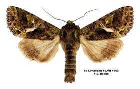 Attēlu rezultāti vaicājumam “Trachea atriplicis”