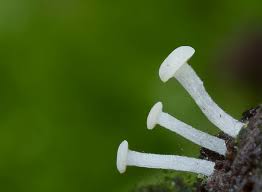 Attēlu rezultāti vaicājumam “Cudoniella acicularis”