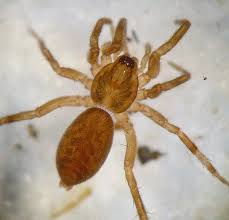 Attēlu rezultāti vaicājumam “Agroeca brunnea”