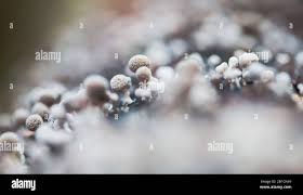 Attēlu rezultāti vaicājumam “Phleogena faginea young”