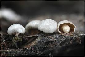 Attēlu rezultāti vaicājumam “Diderma umbilicatum macro”