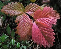 Attēlu rezultāti vaicājumam “Fragaria vesca leaf”