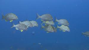 Image result for Rhabdosargus holubi