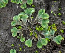 Attēlu rezultāti vaicājumam “Riccia sorocarpa”