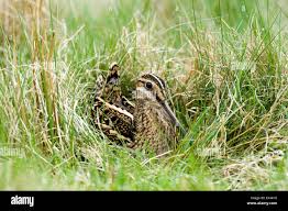 Attēlu rezultāti vaicājumam “Gallinago gallinago nest”