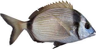 Image result for Diplodus ascensionis