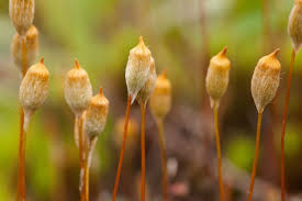 Attēlu rezultāti vaicājumam “Polytrichum commune sporophyte”