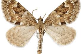 Attēlu rezultāti vaicājumam “Thera variata”