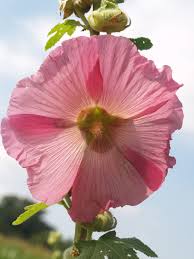 Image result for Alcea (althaea) rosea
