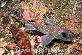 Image result for Hydrolagus colliei