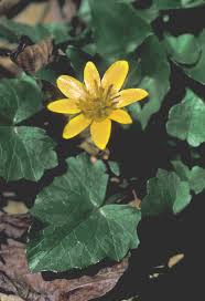 Attēlu rezultāti vaicājumam “Ficaria verna flower”