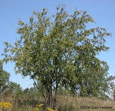 Attēlu rezultāti vaicājumam “Rhamnus cathartica”