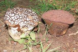 Attēlu rezultāti vaicājumam “Calvatia utriformis”