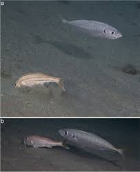 Image result for Trachurus mediterraneus