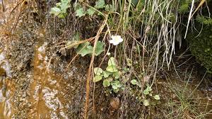 Attēlu rezultāti vaicājumam “Parnassia palustris leaf”
