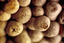 Attēlu rezultāti vaicājumam “Diderma cingulatum”