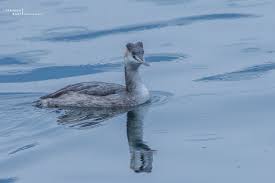 Attēlu rezultāti vaicājumam “Podiceps cristatus adult”