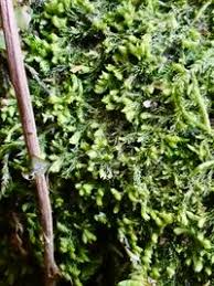 Attēlu rezultāti vaicājumam “Blepharostoma trichophyllum”