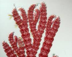 Attēlu rezultāti vaicājumam “Ceramium sp.”