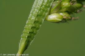 Attēlu rezultāti vaicājumam “Carex pallescens”
