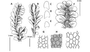 Attēlu rezultāti vaicājumam “Tritomaria exsecta”