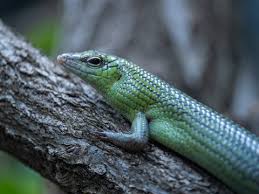 Risultati immagini per dasia smaragdina