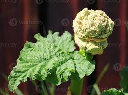 Attēlu rezultāti vaicājumam “Rheum rhabarbarum flower”