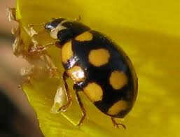 Attēlu rezultāti vaicājumam “Coccinula quatuordecimpustulata”