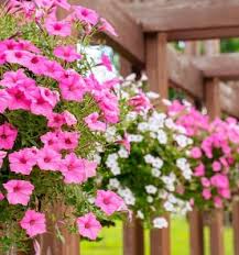 Image result for Petunie