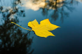 Attēlu rezultāti vaicājumam “Batrachium circinatum leaf”